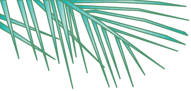 Palm